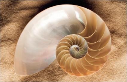 Escargot